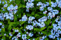 Heirloom Non-GMO Myosotis Sylvia Flower Seeds for Planting – Delicate Blue Forget-Me-Not Garden Blooms