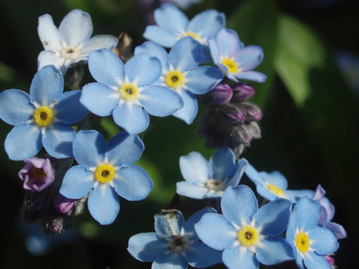Heirloom Non-GMO Myosotis Sylvia Flower Seeds for Planting – Delicate Blue Forget-Me-Not Garden Blooms