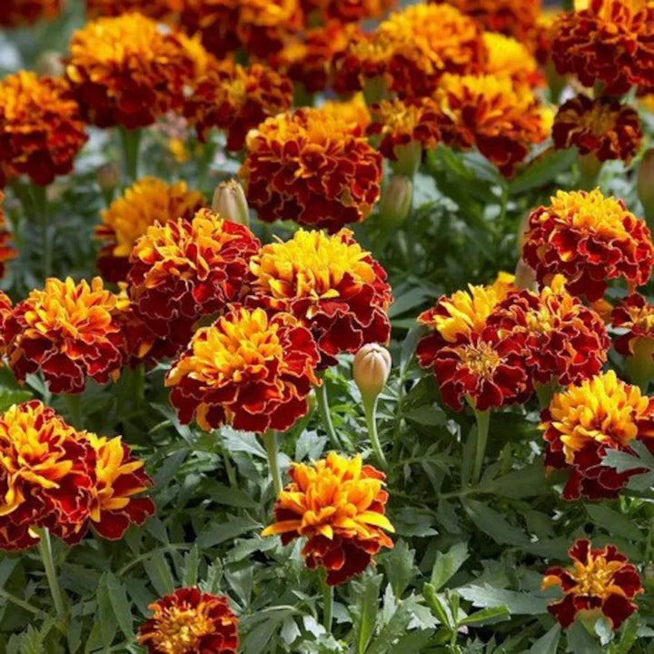 Heirloom Non-GMO Russian Marigold Flower Seeds for Planting – Bright Hardy Blooms for Garden Borders
