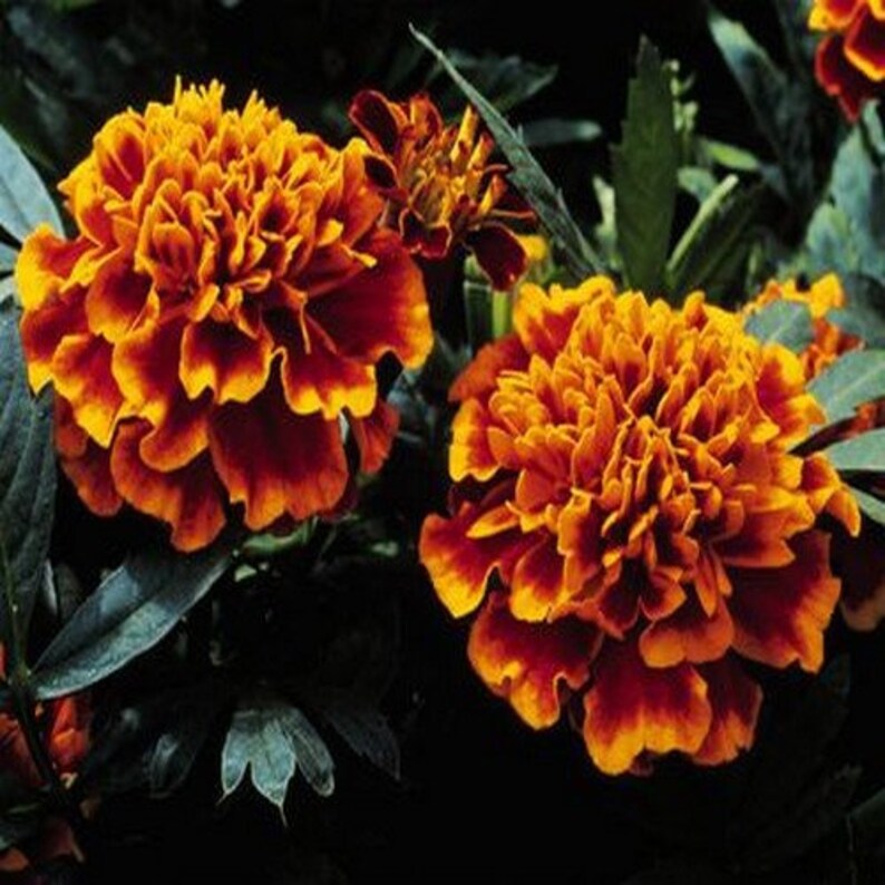 Heirloom Non-GMO Russian Marigold Flower Seeds for Planting – Bright Hardy Blooms for Garden Borders - Non-GMO for planting in home garden