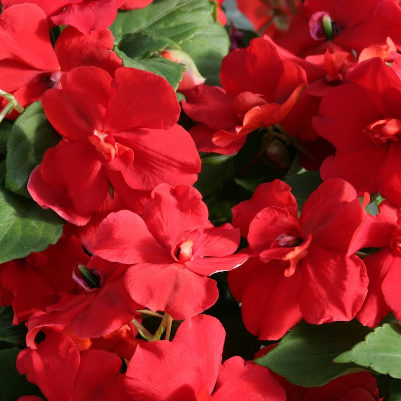 Impatiens Flower Seeds for planting in home garden