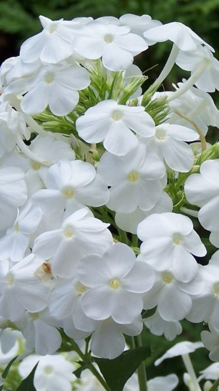 Heirloom Drummondii Flower Seeds, Non-GMO Colorful Annual Blooms for Garden Planting