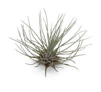 Tillandsia Fuchsii Plant Seeds for Air Plant Lovers - 100 pcs