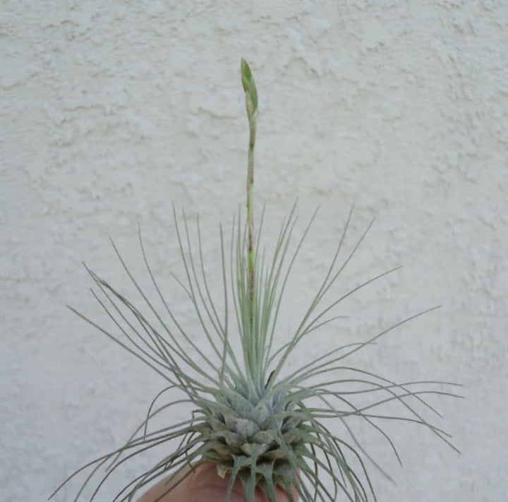 Tillandsia Fuchsii Plant Seeds for Air Plant Lovers - 100 pcs