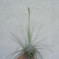 Tillandsia Fuchsii Plant Seeds for Air Plant Lovers - 100 pcs
