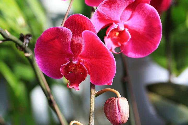 Red Phalaenopsis Orchid Flower Seeds – Heirloom, Non-GMO, Striking Blooms for Garden Planting