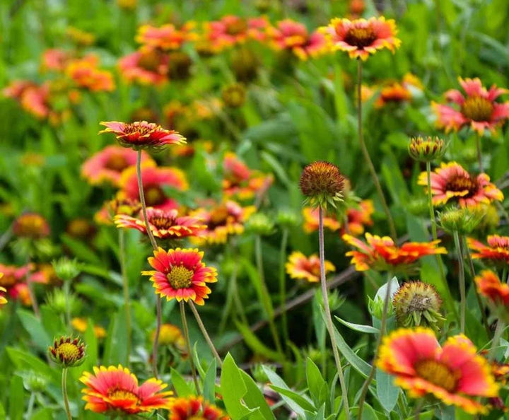 Gaillardia Pulchella Flower Seeds for Planting – Heirloom, Non-GMO, Vibrant Drought-Tolerant Blooms