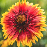 Gaillardia Pulchella Flower Seeds for Planting – Heirloom, Non-GMO, Vibrant Drought-Tolerant Blooms