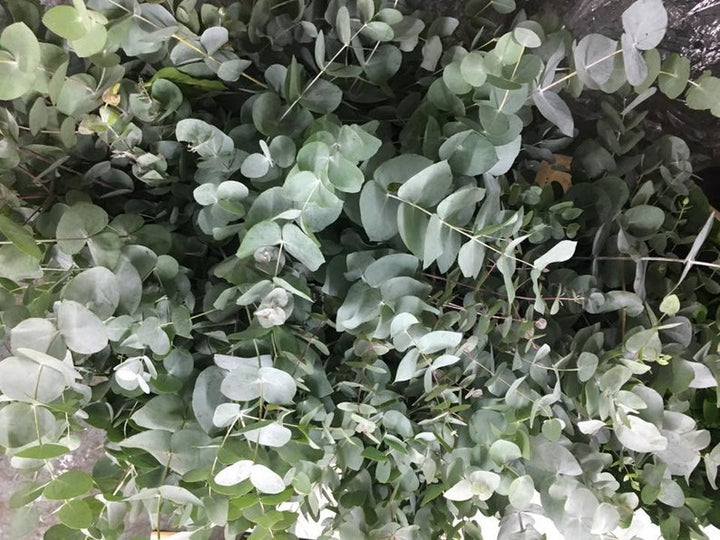 Eucalyptus Cinerea, Silver Dollar-Plant Seeds for Garden Planting