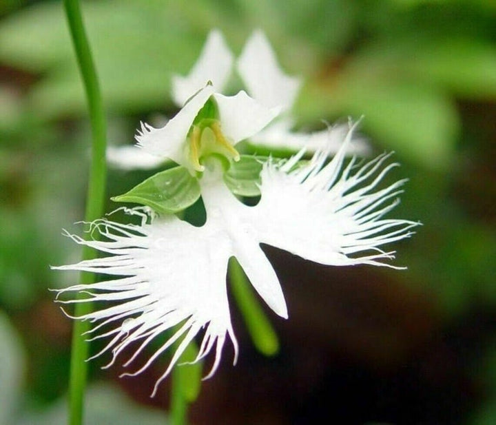 Organic White Egret Flower Seeds for Planting – Heirloom, Non-GMO