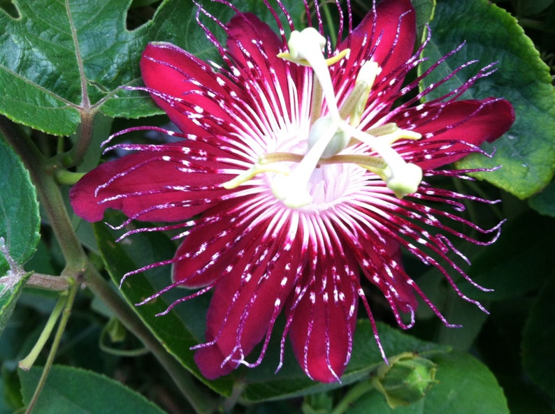 Heirloom Passion Flower Seeds, Non-GMO Exotic Vining Blooms for Tropical Garden Planting for planting in home garden