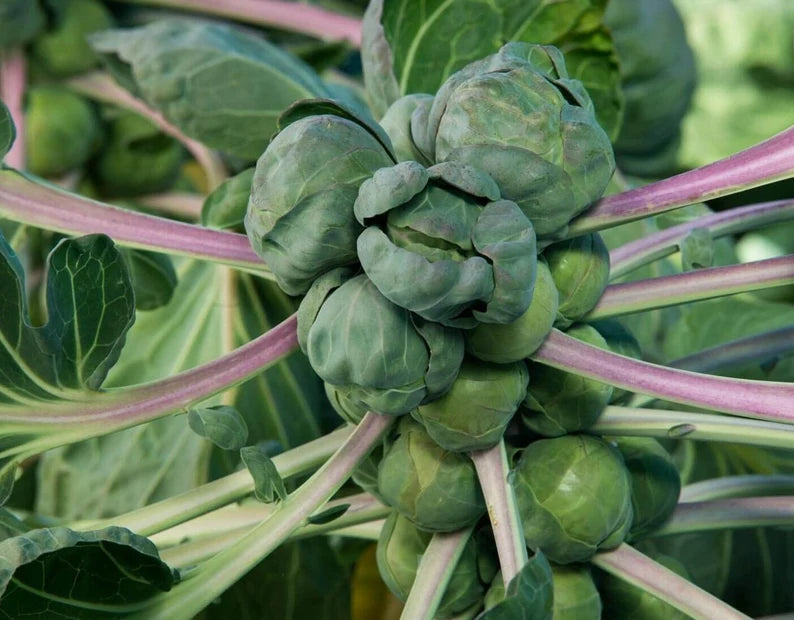 Diablo – Brussels Sprout Seed