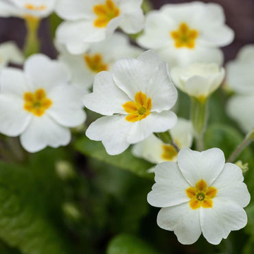 Organic Heirloom Non-GMO White Primrose Seeds for Planting – Spring Garden Blooms