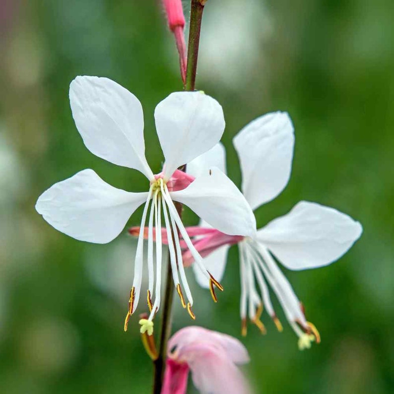 Heirloom Gaura Lindheimeri Flower Seeds, Non-GMO Delicate White Blooms for Garden Planting for planting in home garden