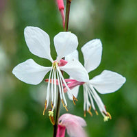 Heirloom Gaura Lindheimeri Flower Seeds, Non-GMO Delicate White Blooms for Garden Planting for planting in home garden