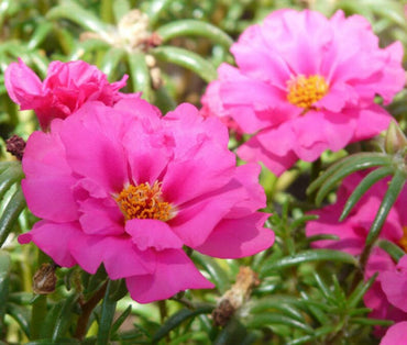 Organic Heirloom Non-GMO Pink Portulaca Seeds for Planting – Vibrant Moss Rose Flowers