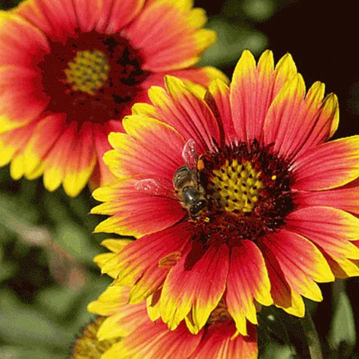 Gaillardia Pulchella Flower Seeds for Planting – Heirloom, Non-GMO, Vibrant Drought-Tolerant Blooms