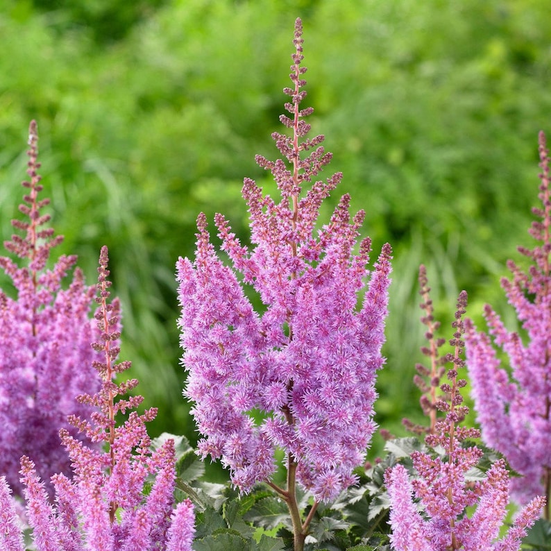 Astilbe (Astilbe scientific name) for planting in garden