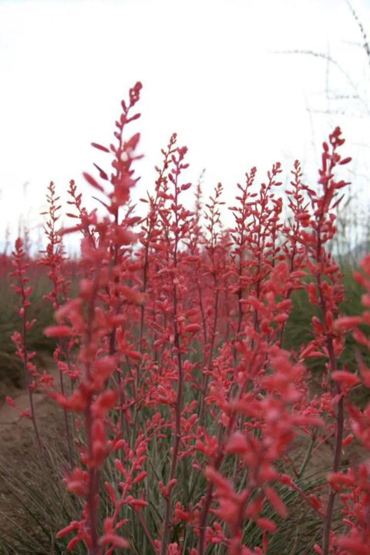 Heirloom Non-GMO Yucca Flower Seeds for Planting – Drought-Tolerant Spiky Garden Blooms