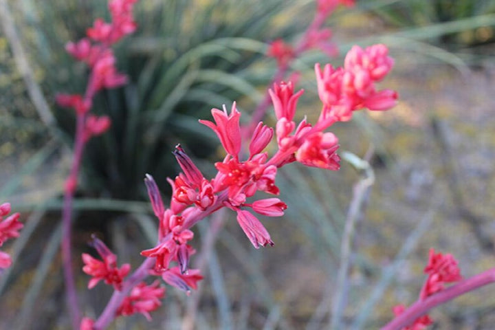 Heirloom Non-GMO Yucca Flower Seeds for Planting – Drought-Tolerant Spiky Garden Blooms