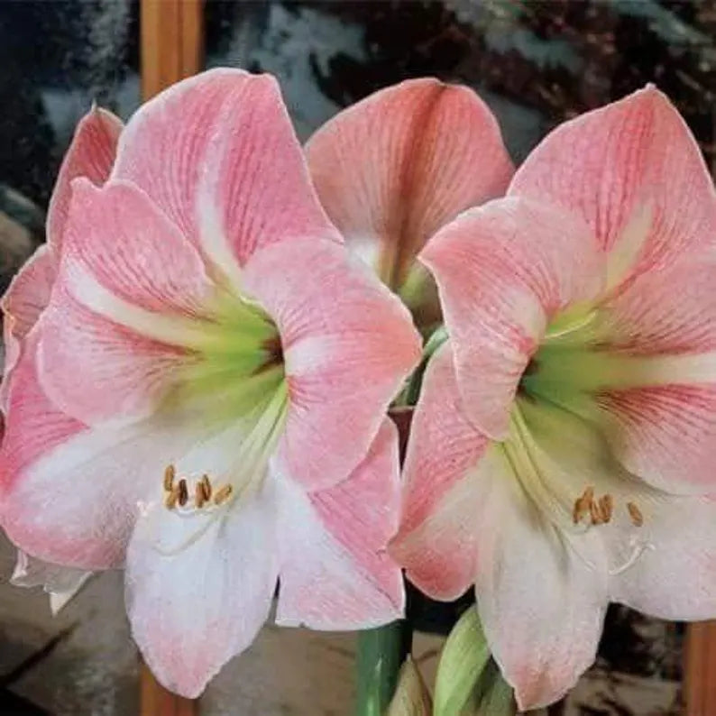 Gnome and Ladder Amaryllis Stake Seeds