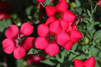 Heirloom Grandiflorum Flower Seeds, Non-GMO Vibrant Blooms for Colorful Garden Planting for planting in home garden