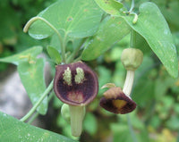 Heirloom Non-GMO Aristolochia Debilis Flower Seeds for Planting – Unique Ornamental Vines