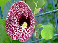 Heirloom Non-GMO Aristolochia Elegans Flower Seeds for Planting – Exotic Vine Blooms - Non-GMO for planting in home garden