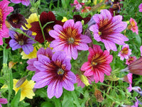 Heirloom Non-GMO Salpiglossis Flower Seeds for Planting – Colorful Trumpet-Shaped Blooms