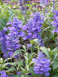 Salvia- Blue Bedder