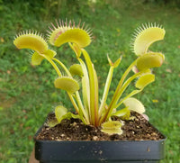 Green Venus Flytrap – Live Carnivorous Plant for  Home Décor