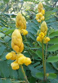Heirloom Cassia Alata Flower Seeds – Non-GMO Seeds for Medicinal and Ornamental Garden Planting