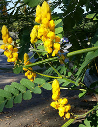 Heirloom Cassia Alata Flower Seeds – Non-GMO Seeds for Medicinal and Ornamental Garden Planting