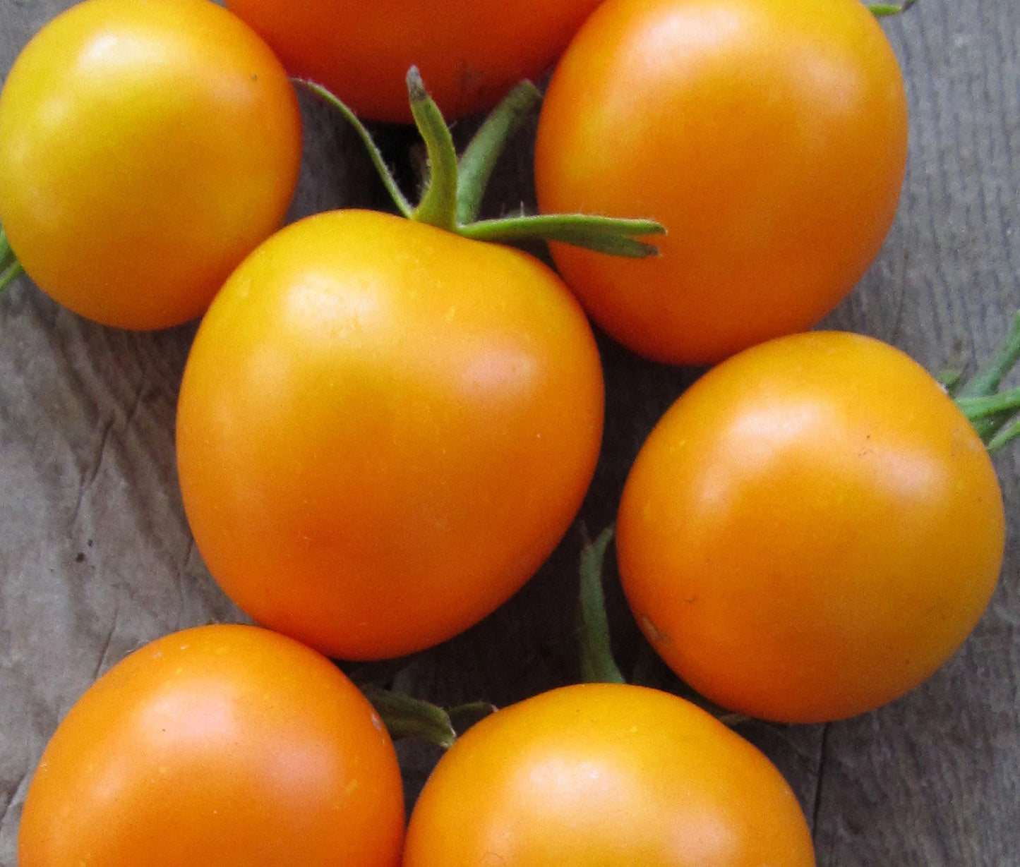 Tomato- Jaune Flamme