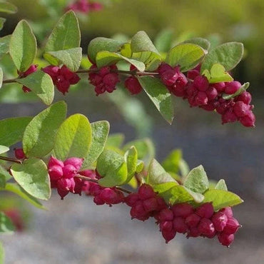 Rare Coralberry Symphoricarpos Orbiculatus Seeds for Garden Enthusiasts 100 pcs