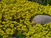 Heirloom Non-GMO Sedum Golden Carpet Succulent Seeds – Drought-Tolerant Flower Seeds for Planting - Non-GMO for planting in home garden
