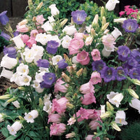 Canterbury Bells- Cup and Saucer Mix