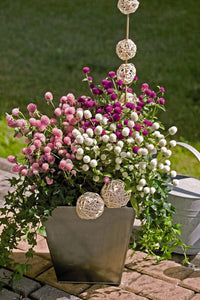 Heirloom Non-GMO Gomphrena Flower Seeds for Planting – Globe Amaranth Drought-Tolerant Blooms