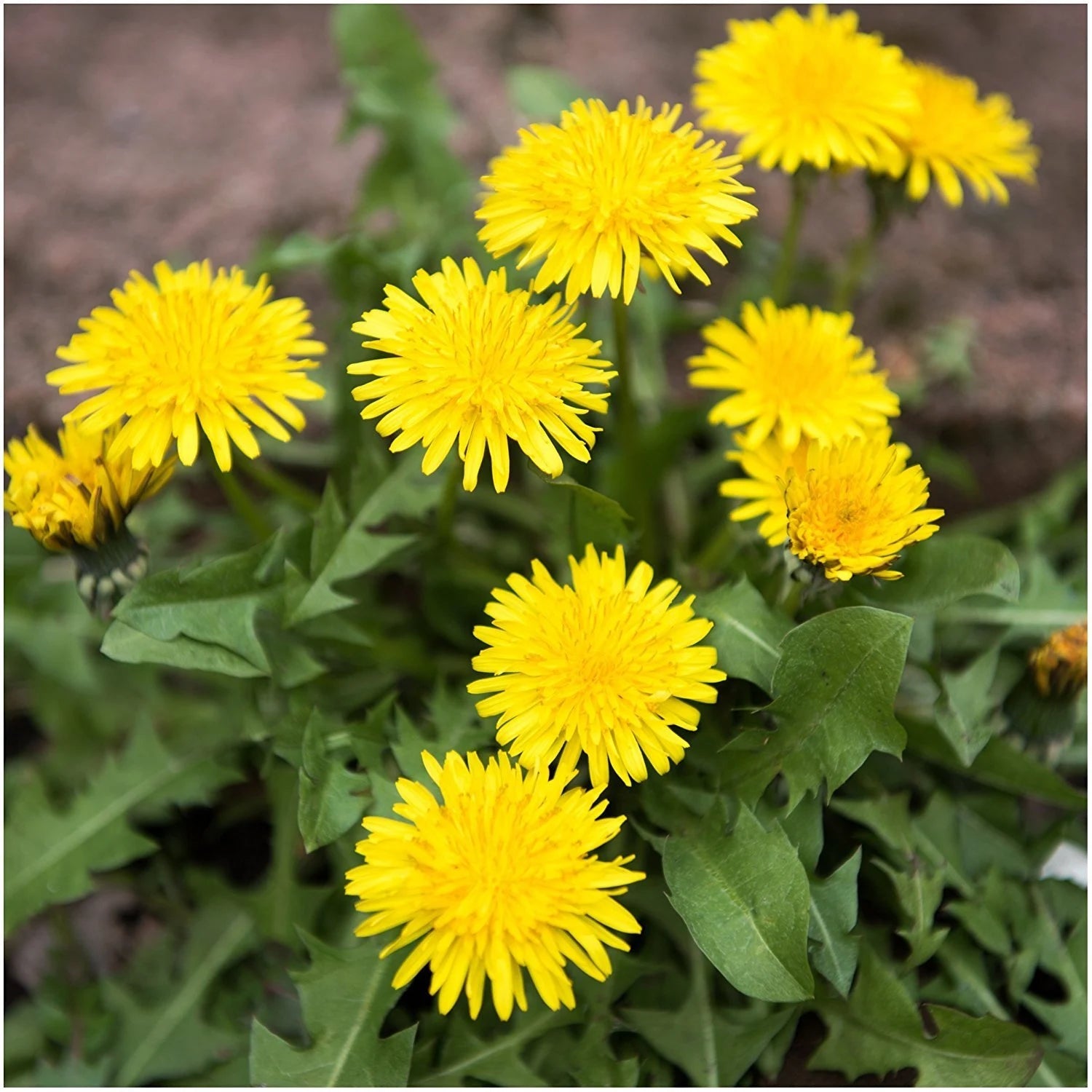 Dandelion Flower Seeds for Planting - 100 - Flower for planting in home garden