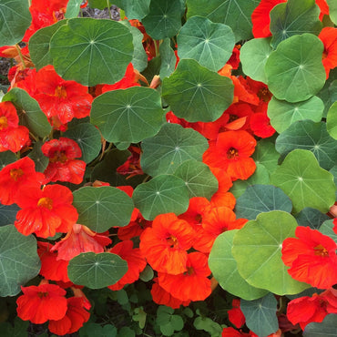 Orange Hanging Nasturtium Seeds for Planting- Heirloom seeds for Home Garden, GMO Free