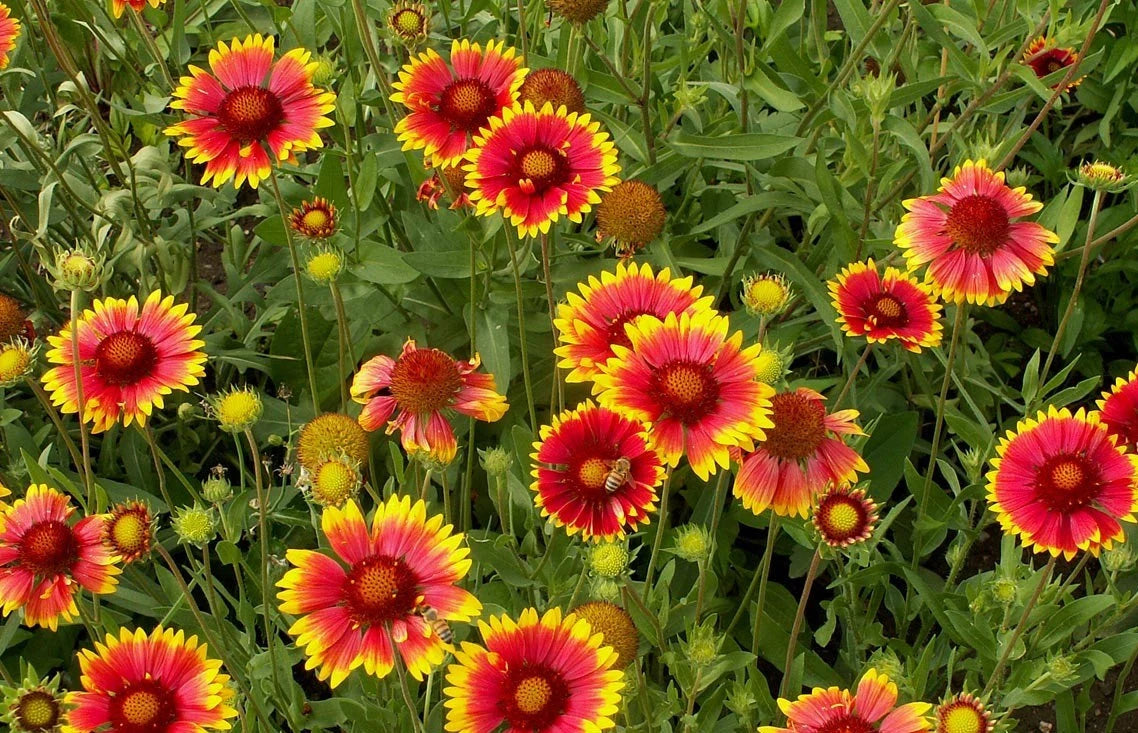 Gaillardia- Single Flowered Mix