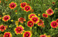 Gaillardia- Single Flowered Mix