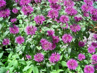 Heirloom Non-GMO Monarda Flower Seeds for Planting – Bee Balm Blooms for Pollinator Gardens