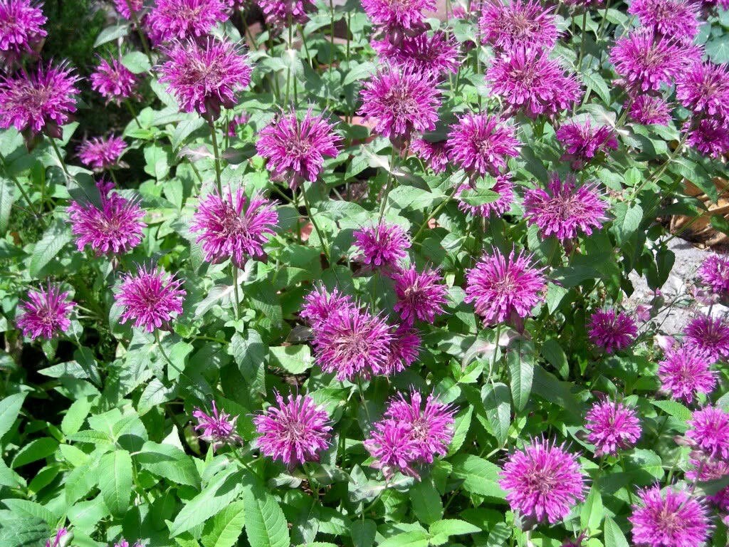 Heirloom Non-GMO Monarda Flower Seeds for Planting – Bee Balm Blooms for Pollinator Gardens - Non-GMO for planting in home garden