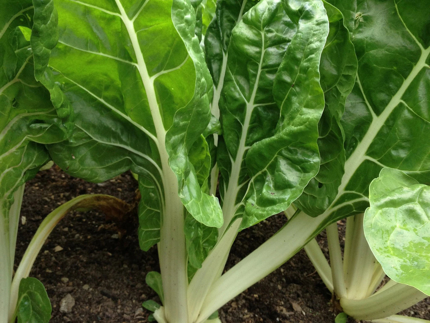 Fordhook Giant – Organic Swiss Chard Seed