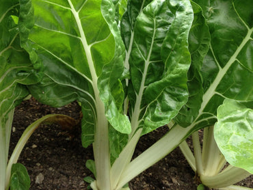 Fordhook Giant – Organic Swiss Chard Seed