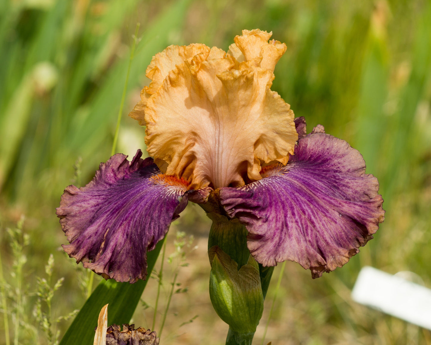 Double Exposure Reblooming Bearded Iris Seeds