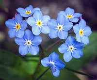 Heirloom Non-GMO Myosotis Sylvia Flower Seeds for Planting – Delicate Blue Forget-Me-Not Garden Blooms
