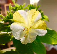 Four O'Clocks- Marbles White-Yellow