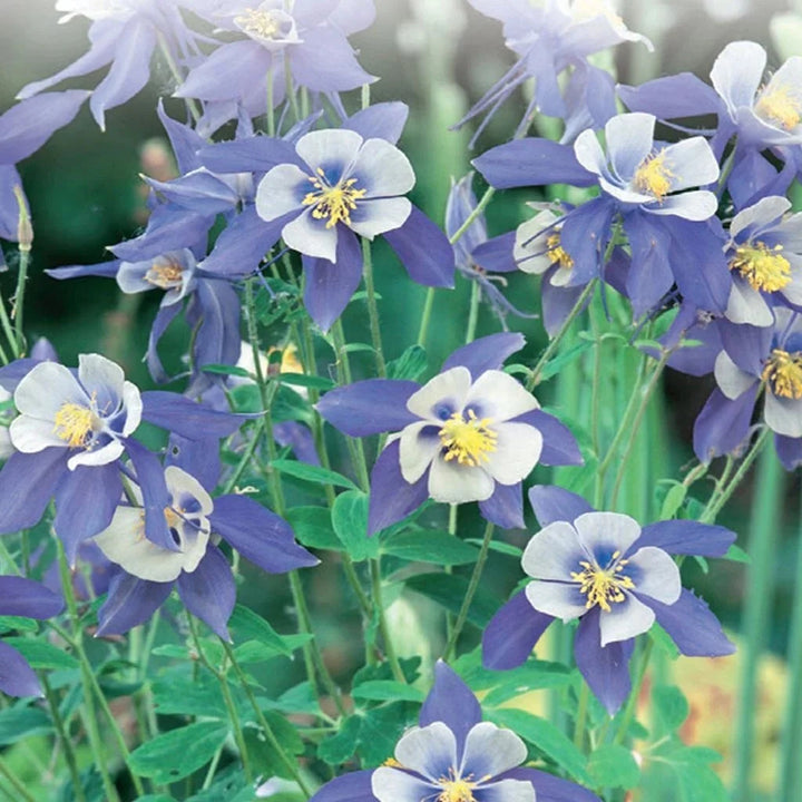 Columbine Flower Seeds for Planting 100